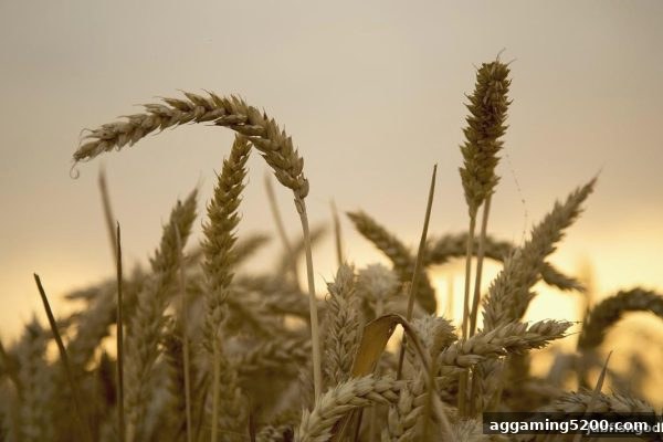jdb电子财神捕鱼携手MG电子：参与即赢的全新积分福利解析